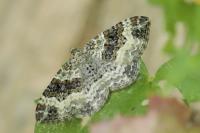 Epirrhoe alternata