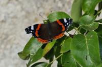 Vanessa atalanta