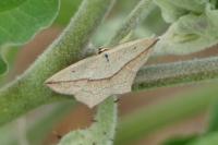 Timandra comae