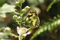 Melanargia galathea