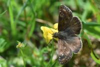 Erynnis tages