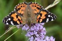 Vanessa cardui