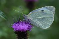 Pieris brassicae