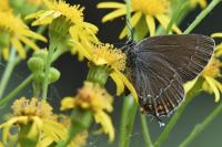 Satyrium ilicis