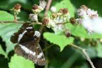 Limenitis camilla