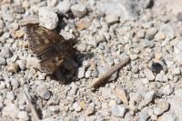 Erynnis tages