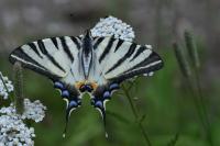 Iphiclides podalirius