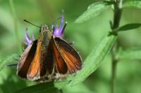 Thymelicus lineola