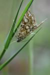 Elophila nymphaeata