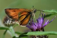 Thymelicus lineola