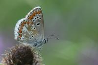Aricia agestis