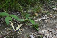 Papilio machaon