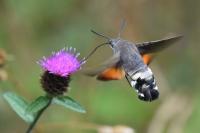 Macroglossum stellatarum