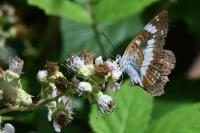 Limenitis camilla