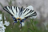 Iphiclides podalirius