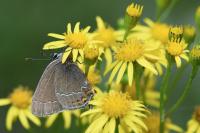 Satyrium ilicis
