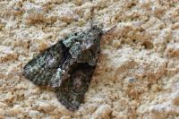Cryphia algae