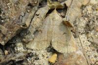 Zanclognatha lunalis