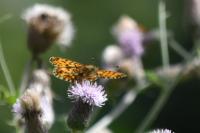 Boloria selene