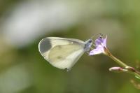 Leptidea sinapis