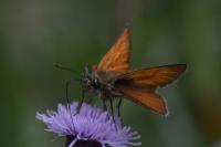 Thymelicus sylvestris