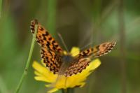 Boloria dia