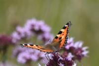 Aglais urticae
