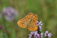 Argynnis paphia