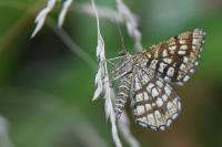 Chiasmia clathrata