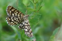 Chiasmia clathrata