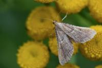 Endotricha flammealis