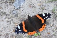 Vanessa atalanta