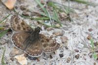 Erynnis tages