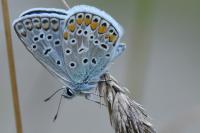 Polyommatus icarus