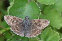 Erynnis tages