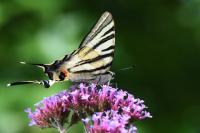 Iphiclides podalirius