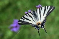 Iphiclides podalirius