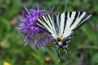 Iphiclides podalirius