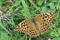 Argynnis paphia