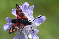 Zygaena carniolica