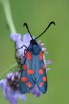 Zygaena filipendulae