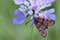Zygaena carniolica
