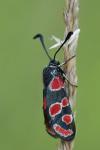 Zygaena carniolica