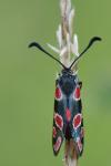 Zygaena carniolica