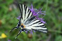 Iphiclides podalirius