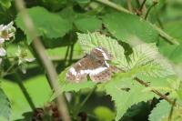 Limenitis camilla
