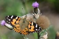 Vanessa cardui