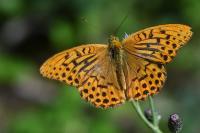 Argynnis paphia