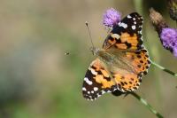 Vanessa cardui