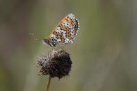 Melitaea cinxia
